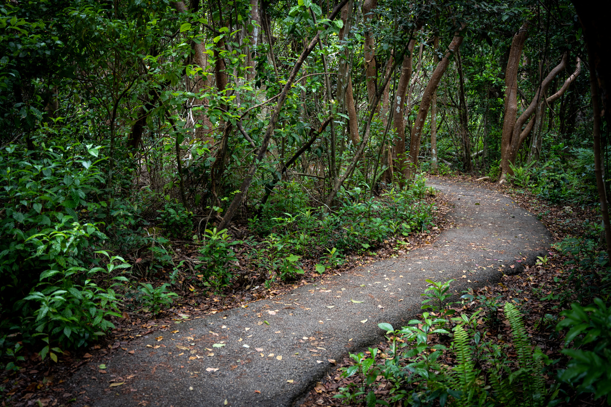 Gumbo Limbo Trail Snakes Through Forest